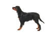 Setter Gordon