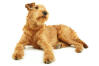 Terrier irlandais