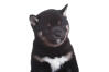 Shiba