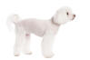 Bichon maltais