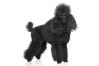 Caniche nain