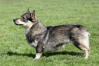 Vallhund suédois