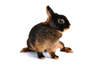 Lapin feu
