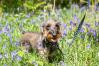 Chien se promenant avec son harnais à motif léopard