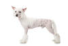 Chien chinois à crête