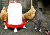 Utiliser des pattes facultatives pour maintenir l'abreuvoir à poulet hors du sol