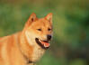 Jindo coréen