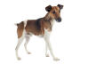 Fox-terrier à poil lisse