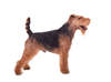 Welsh Terrier