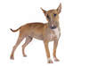 Bull Terrier