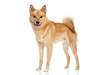 Spitz finlandais