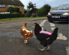 Gardez les poulets en sécurité sur la route !