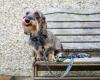 Chien dans un banc avec son collier et sa laisse à motif léopard