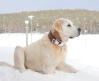Kangal