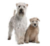 Terrier irlandais à poil doux