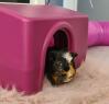 Cochon d'inde moucheté de couleur dans un abri rose Omlet avec un tube sur un tapis moelleux à l'intérieur