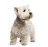 West Highland White Terrier
