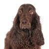 Field Spaniel