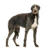 Deerhound