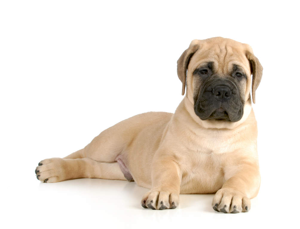 Bullmastiff | Chiens | Informations sur les races | Omlet Bullmastiff | Chiens | Informations sur les races | Omlet