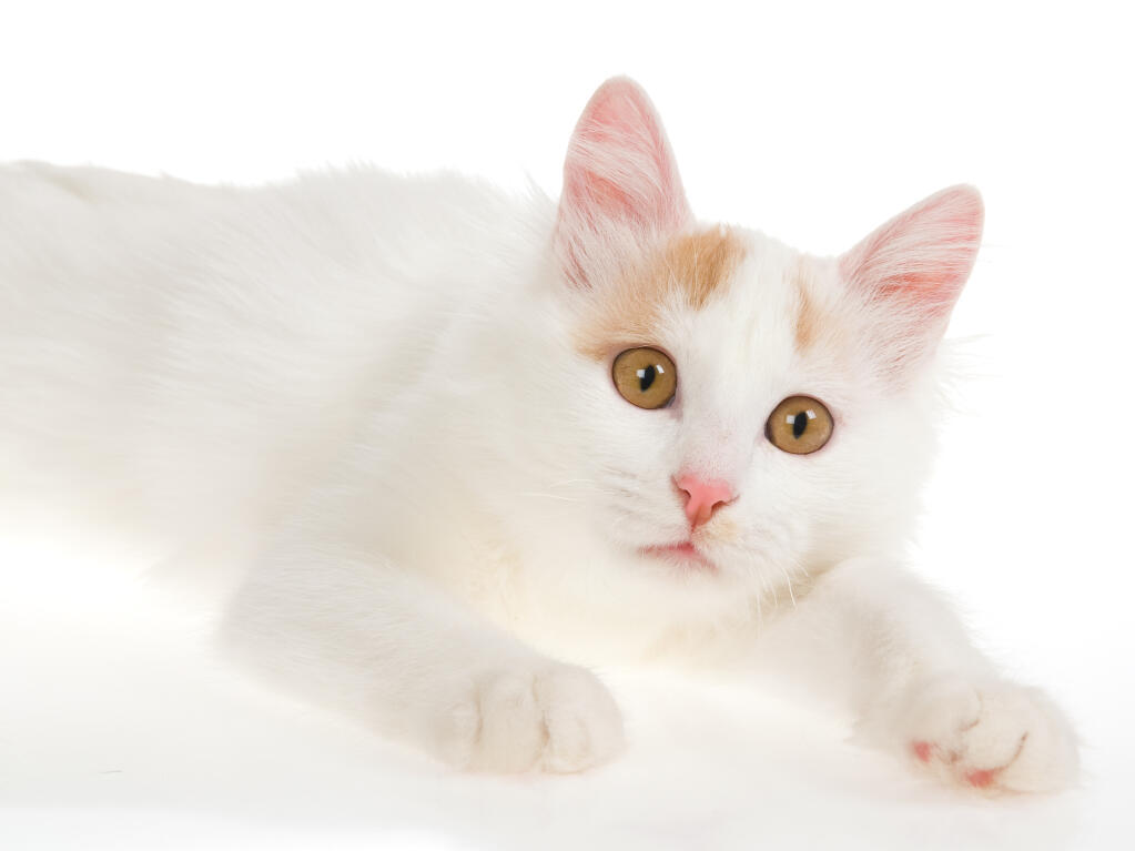 Turc De Van Chats Informations Sur Les Races Omlet