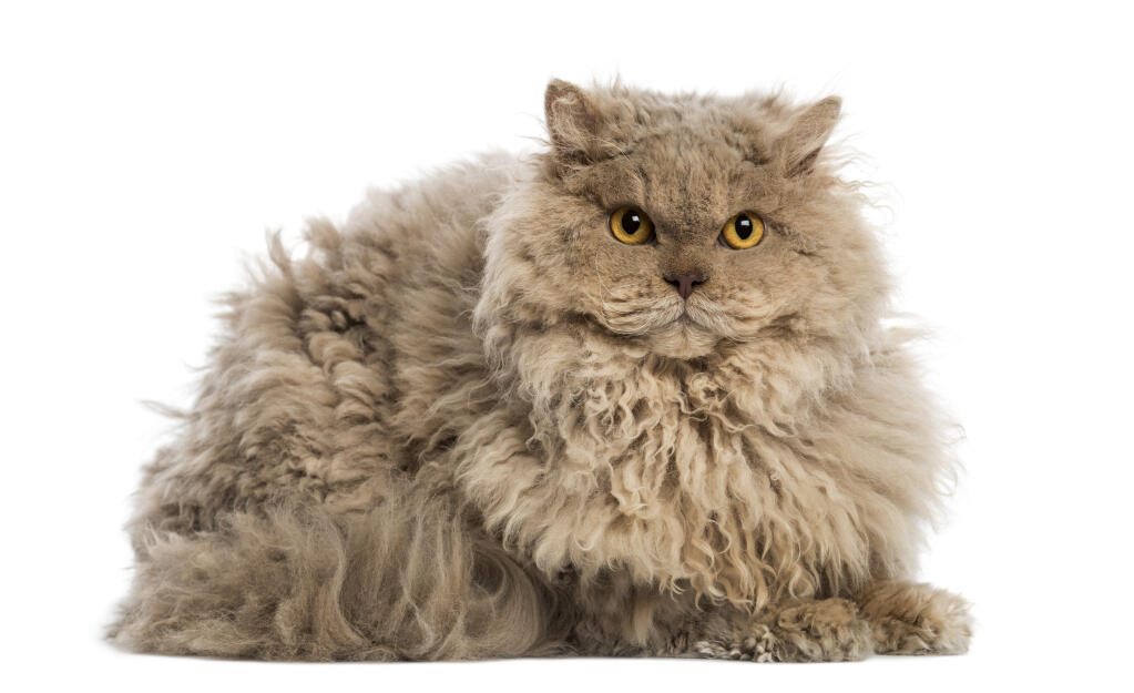 Chat Selkirk Rex Races De Chat