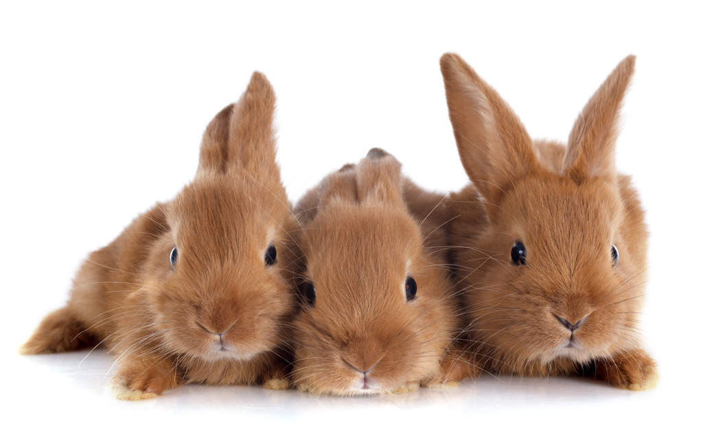 Lapin Fauve de Bourgogne Fauve de Bourgogne For Sale Races De Lapin Lapin Fauve de Bourgogne Fauve de Bourgogne For Sale Races De Lapin