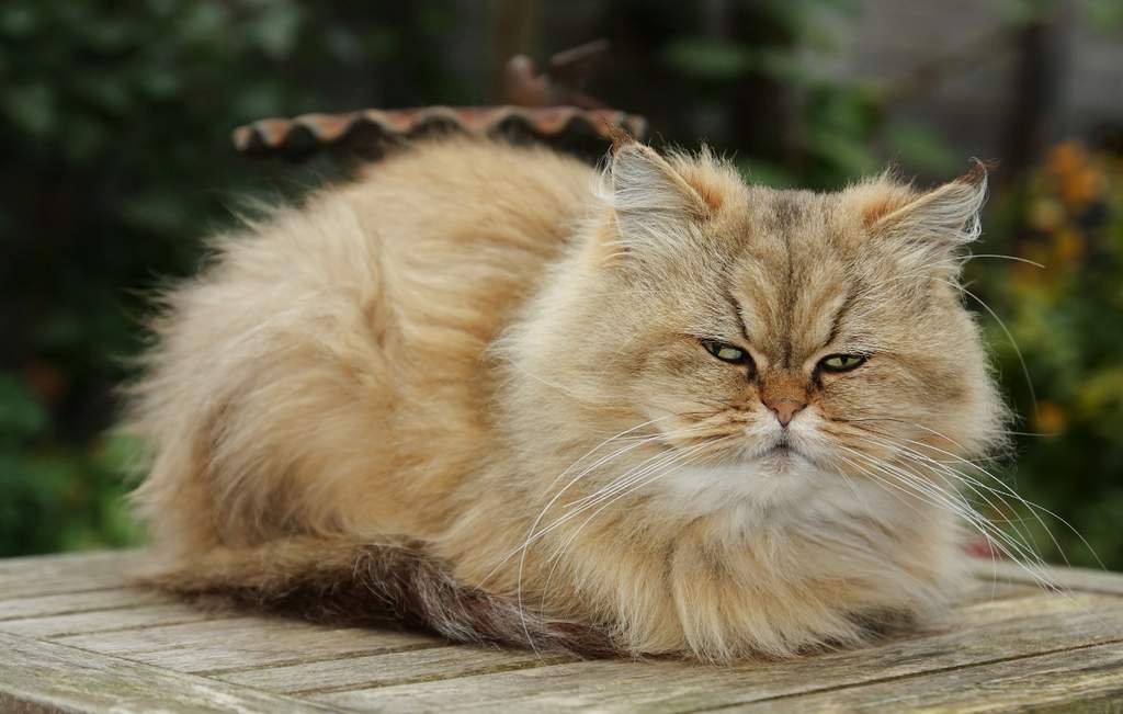 Chat Persan Golden
