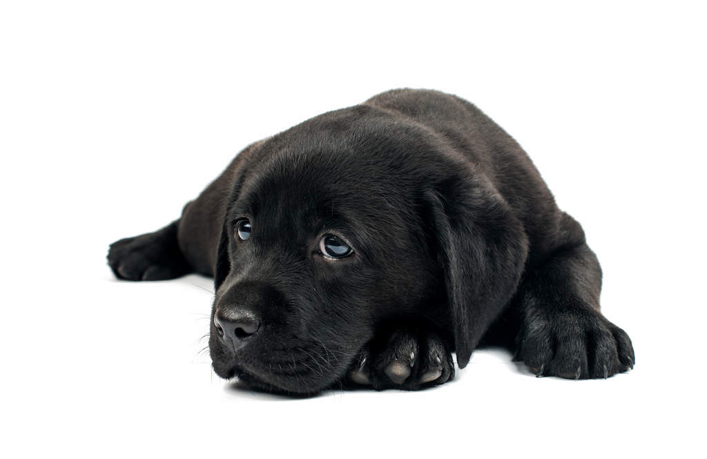 Labrador Retriever Chiens Informations Sur Les Races Omlet