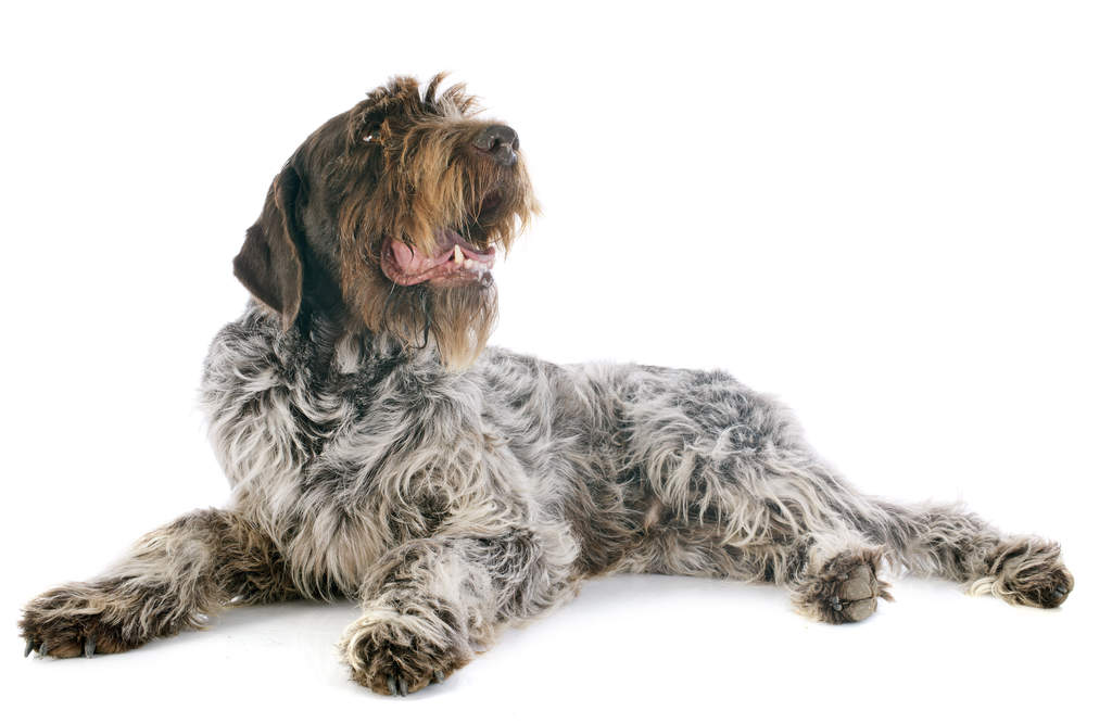 Griffon Khortals Chiens Informations Sur Les Races Omlet