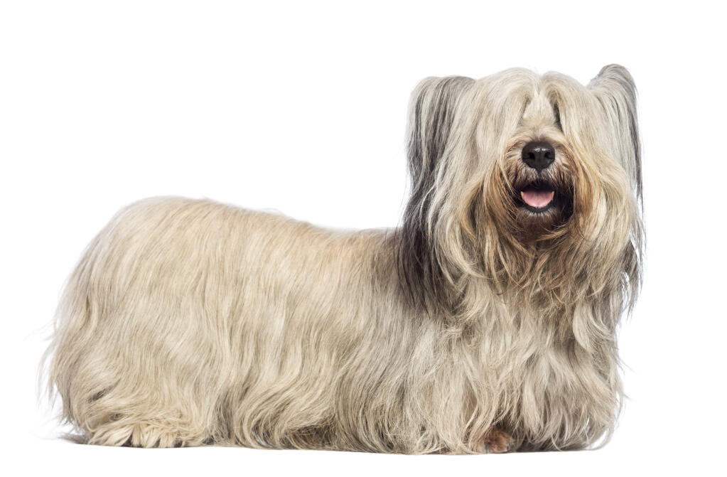 Skye Terrier Chiens Informations Sur Les Races Omlet