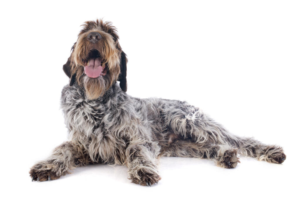 Griffon Khortals Chiens Informations Sur Les Races Omlet