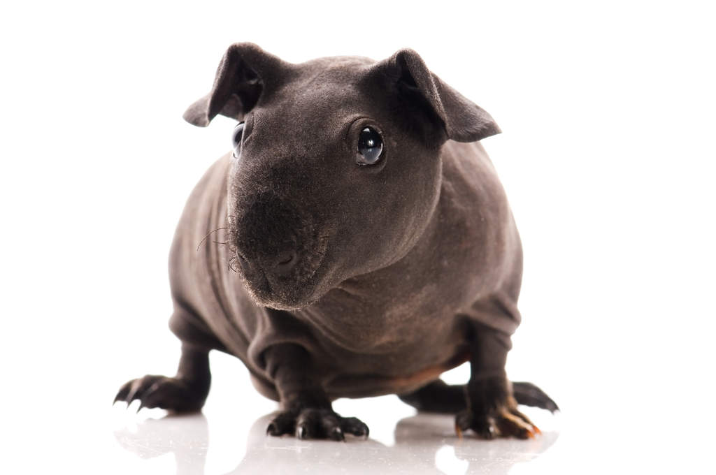 Skinny Pig For Sale | Cochons d'Inde | Informations sur les races | Omlet