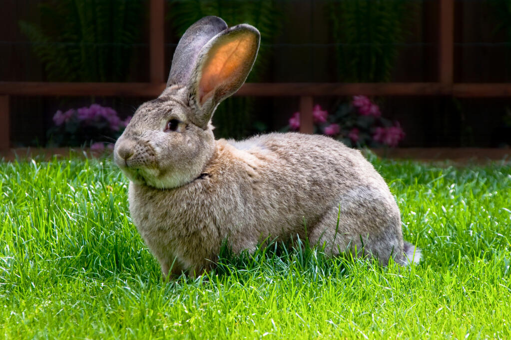 Géant des Flandres For Sale Lapins Informations sur les races omlet