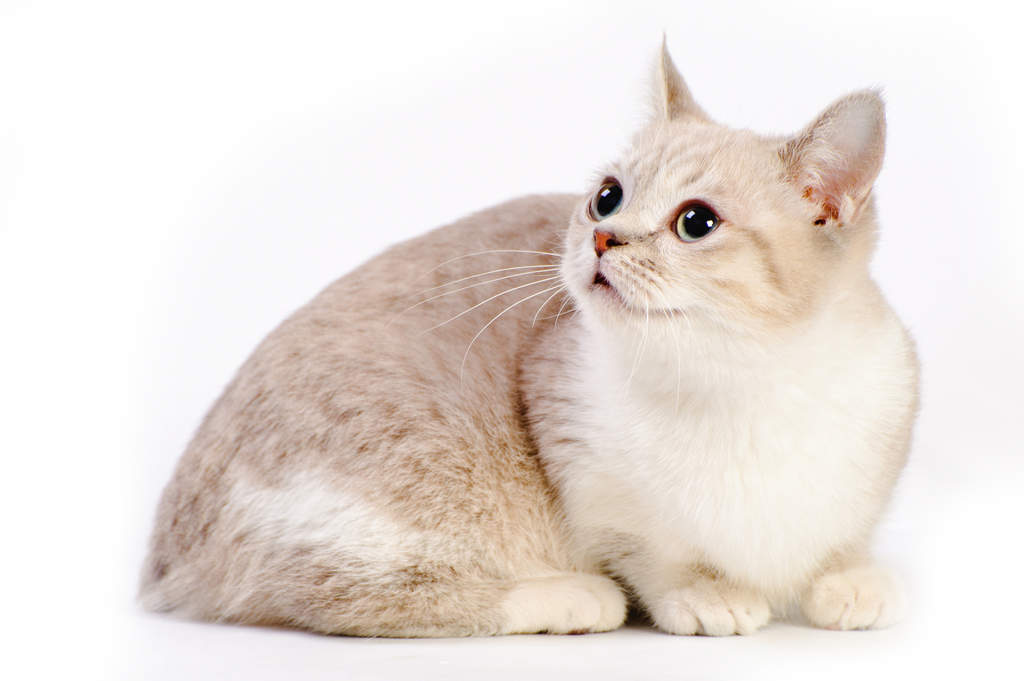 Munchkin Chats Informations Sur Les Races Omlet Munchkin Chats Informations Sur Les Races Omlet
