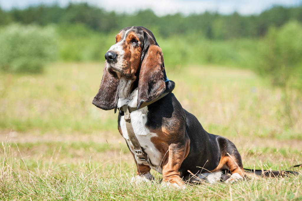 Chien Basset hound