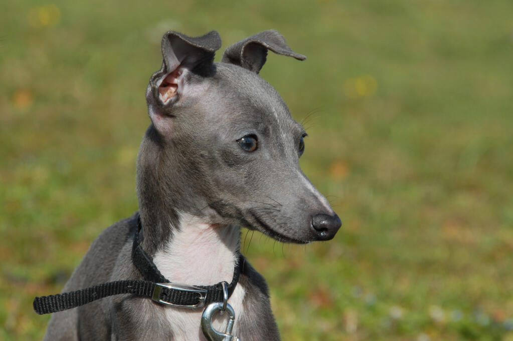 Petit Levrier Italien Chiens Informations Sur Les Races Omlet