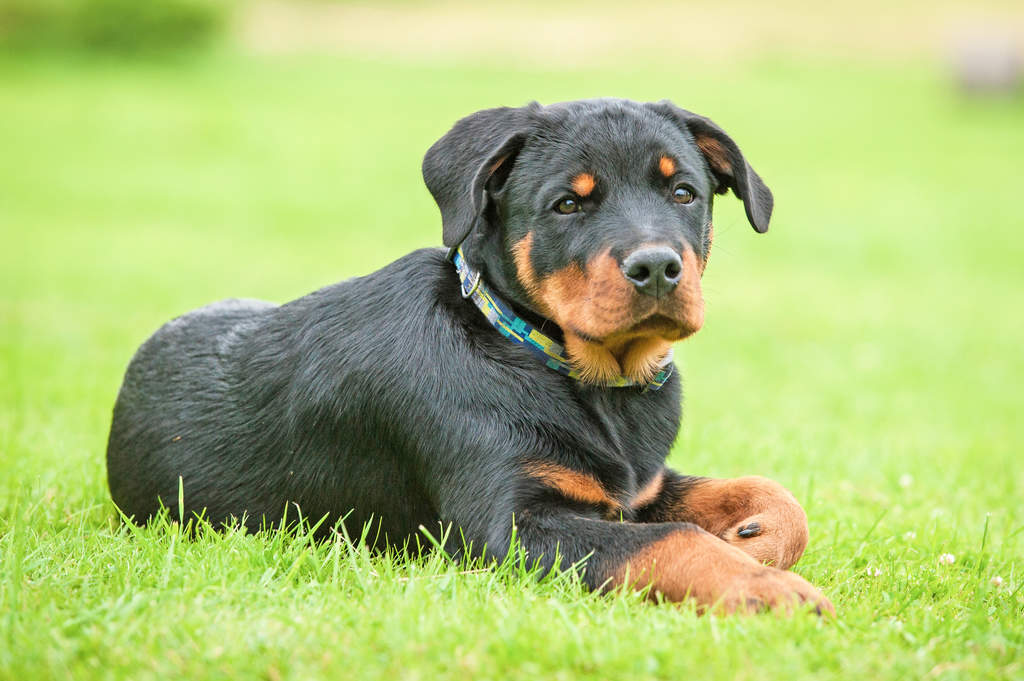 Rottweiler | Chiens | Informations sur les races | Omlet