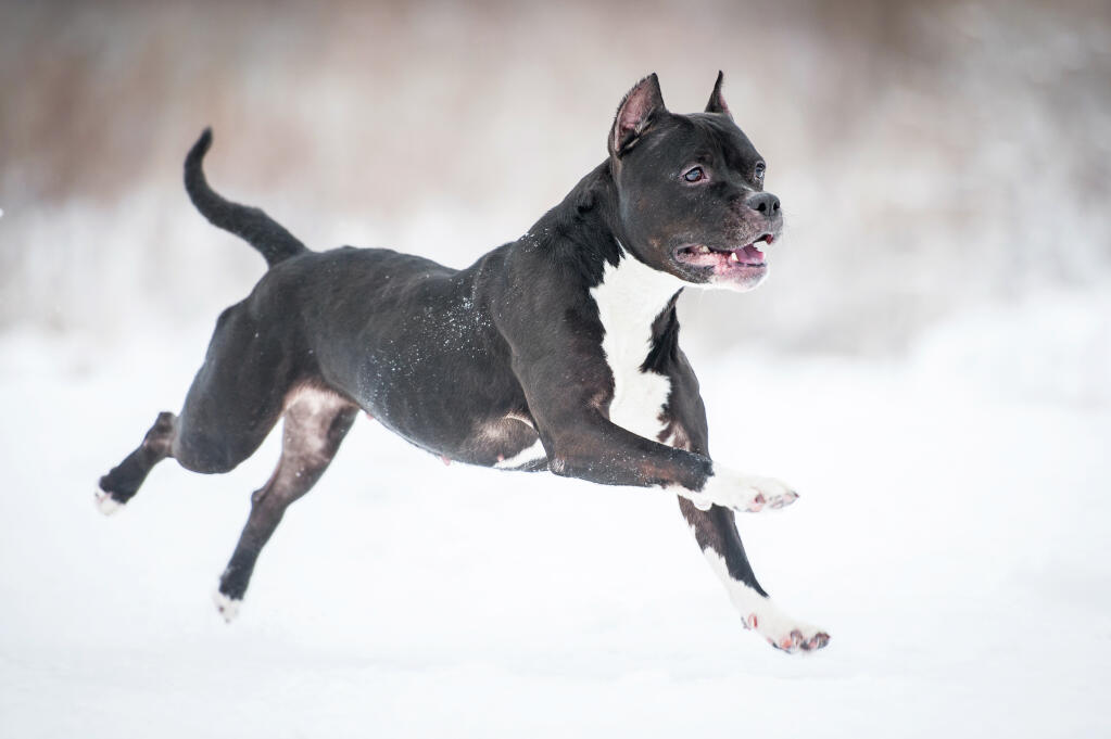 Staffordshire Bull Terrier Chiens Informations Sur Les Races Omlet