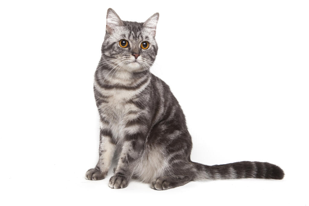 American Shorthair Chats Informations Sur Les Races Omlet