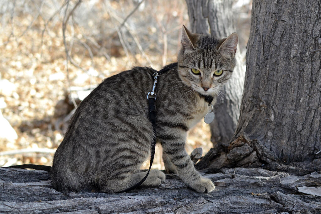 Chat American Bobtail Poil Court