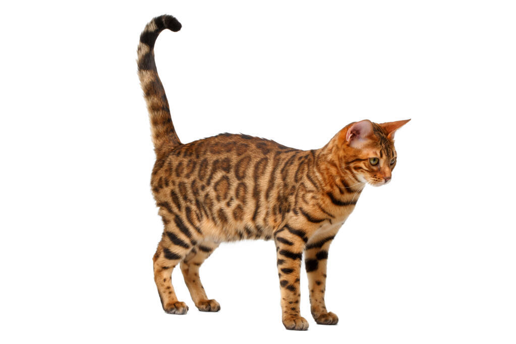 Bengal Chats Informations Sur Les Races Omlet Bengal Chats Informations Sur Les Races Omlet