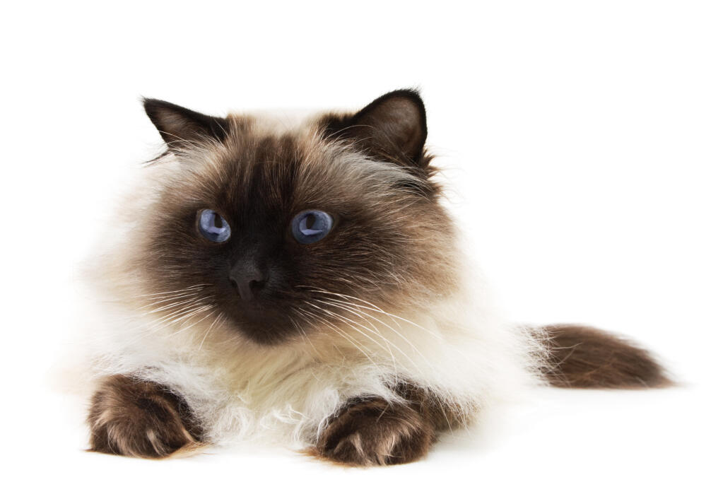 Persan Himalayen Chats Informations Sur Les Races Omlet Persan Himalayen Chats Informations Sur Les Races Omlet