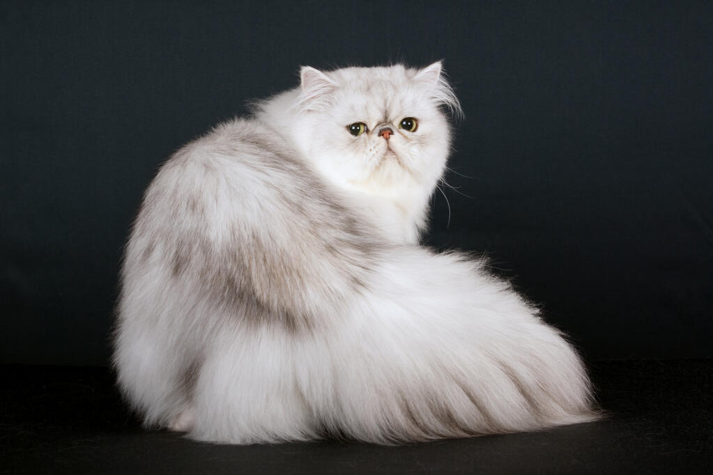 Persan Silver Shaded Chats Informations Sur Les Races Omlet Persan Silver Shaded Chats Informations Sur Les Races Omlet