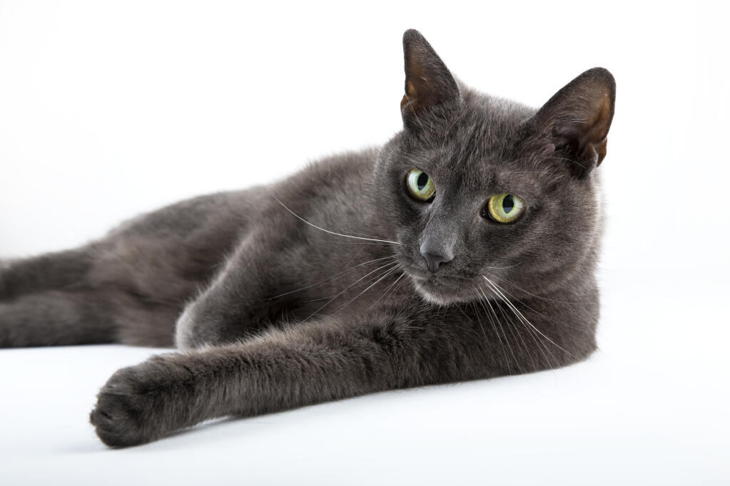 Bleu Russe Chats Informations Sur Les Races Omlet Bleu Russe Chats Informations Sur Les Races Omlet