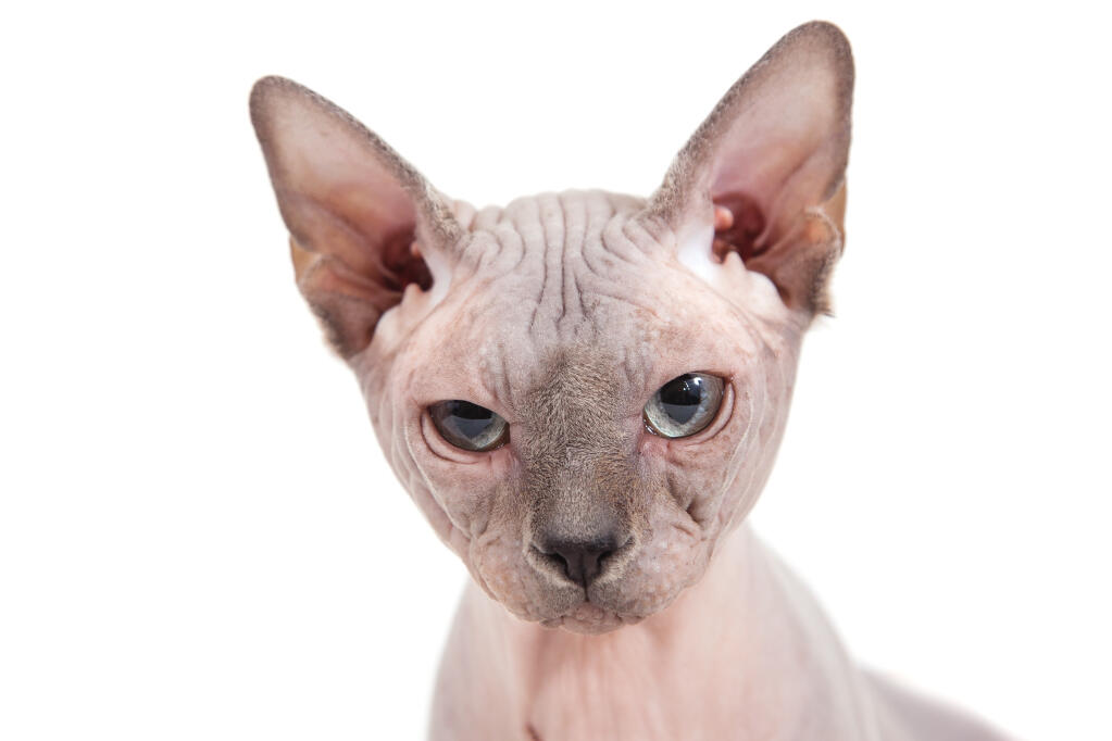 Sphynx Chats Informations Sur Les Races Omlet