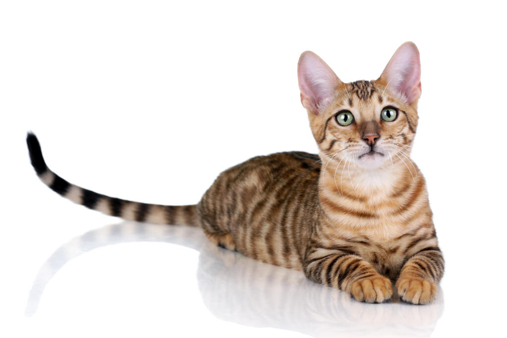 Toyger Chats Informations Sur Les Races Omlet