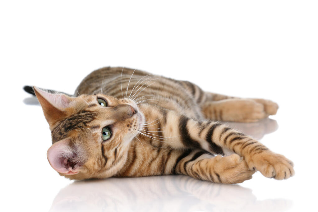 Toyger Chats Informations Sur Les Races Omlet