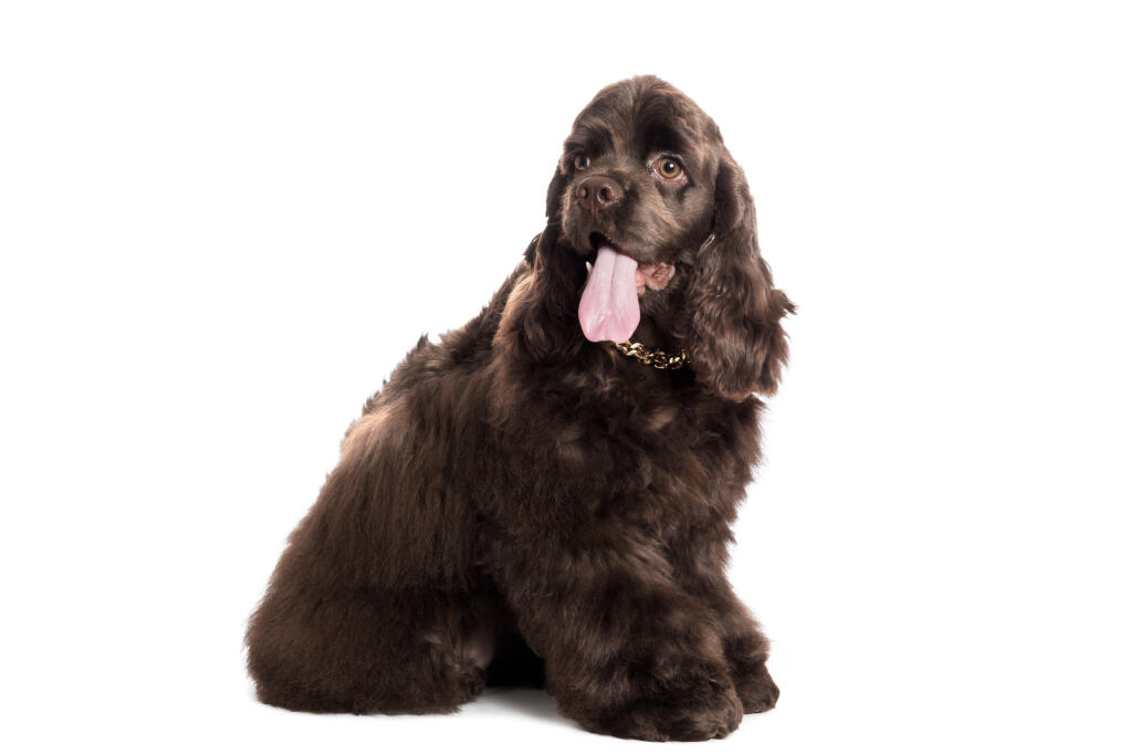 Cocker Américain Chiens Informations Sur Les Races Omlet