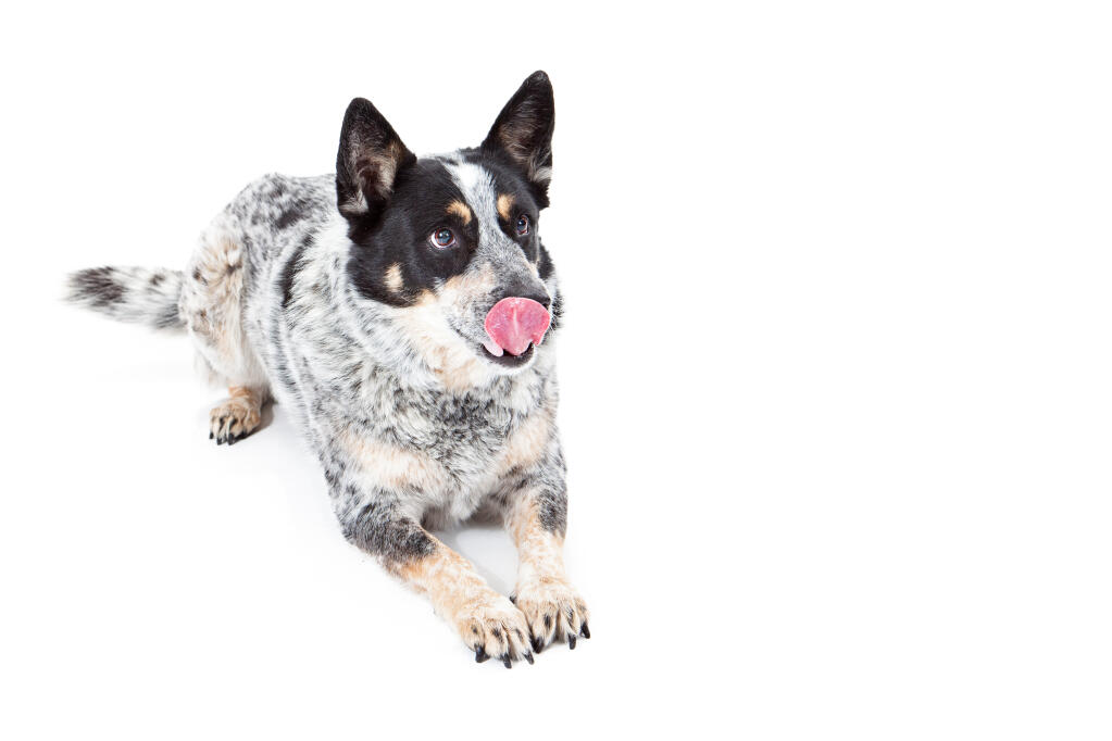 Bouvier Australien Chiens Informations Sur Les Races Omlet